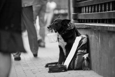 homeless dog asks for money on the streetの写真素材