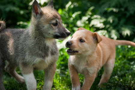 beautiful two little puppy dogs are playing