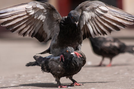 street pigeons having fun in an urban environment