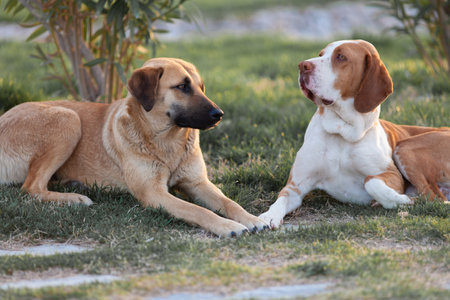 true friendship and communication of street dogs, mutual help and support