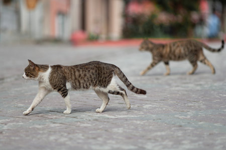a beautiful cat walks on the streets of the city