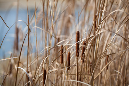 reeds near the lakeの写真素材