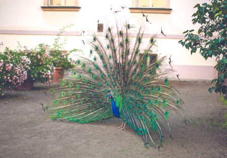 Peacock male peacock displaying his tail feathersの写真素材