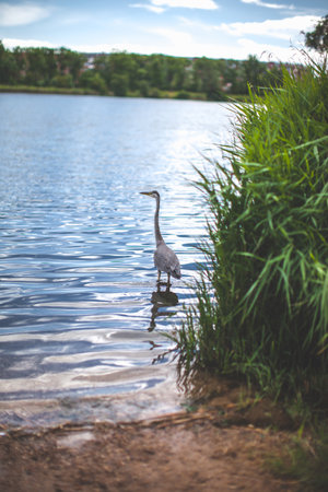 big bird heron soars over the lakeの写真素材