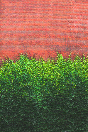 brick wall overgrown with green ivyの写真素材