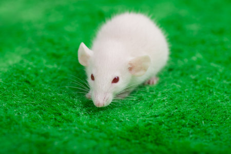 white mouse on a green grass backgroundの写真素材