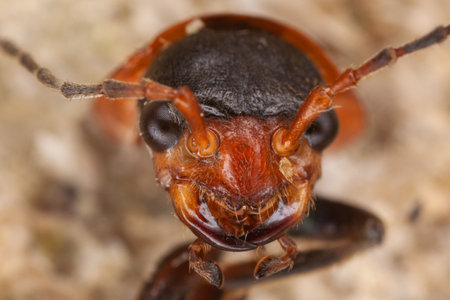 close-up macro shot of an insect