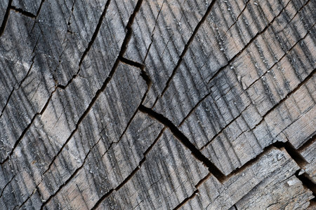 close up of wood texture with natural fibers, board material for construction