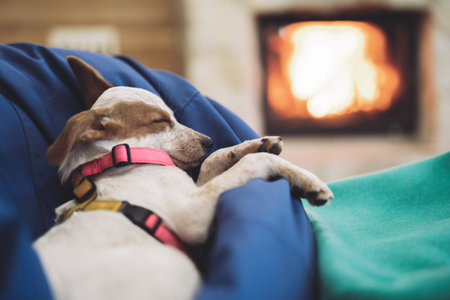 beautiful little puppy resting, sleeping after a busy day