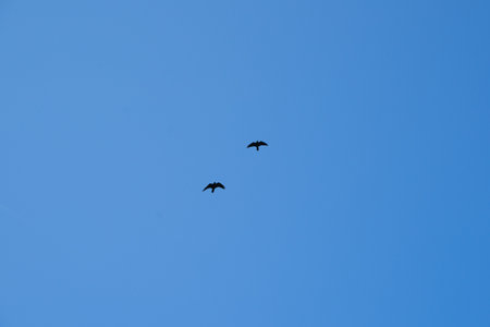 two birds are flying in the sky