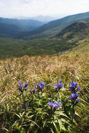 beautiful landscape mountains Carpathians in the Ukraineの写真素材