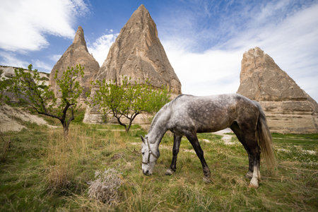 beautiful horses graze in the pastureの写真素材
