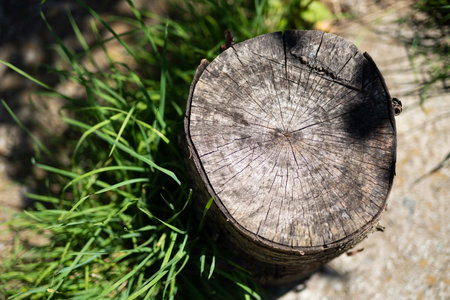 wooden stump of a felled tree and green grass