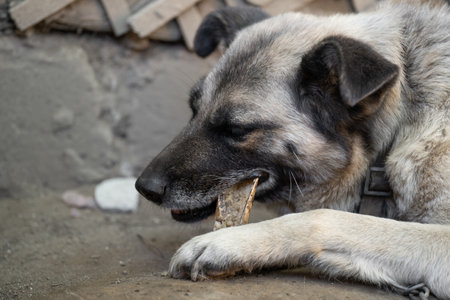 A lonely and sad guard dog gnaws the bone on a chain near a dog house outdoorsの写真素材
