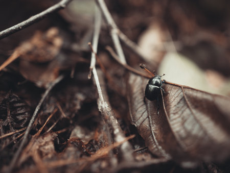 a beautiful black beetle climbs on a leaf in the forestの写真素材