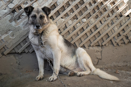 A lonely and sad guard dog on a chain near a dog house outdoorsの写真素材