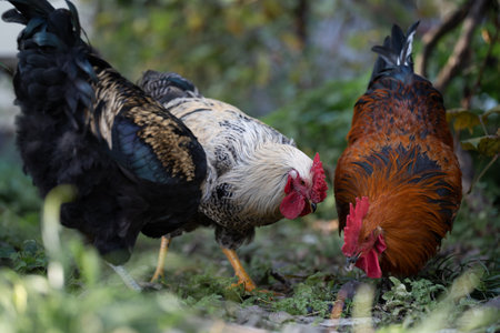 beautiful chickens and roosters outdoors in the yardの写真素材
