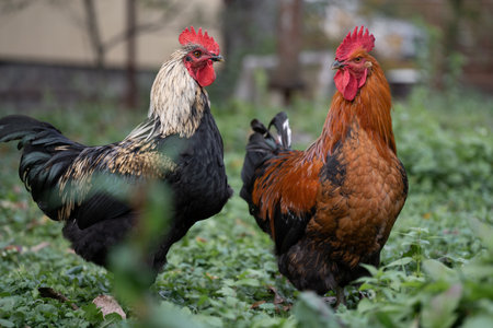 beautiful chickens and roosters outdoors in the yardの写真素材