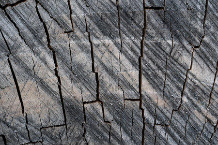 close up of wood texture with natural fibers, board material for constructionの写真素材