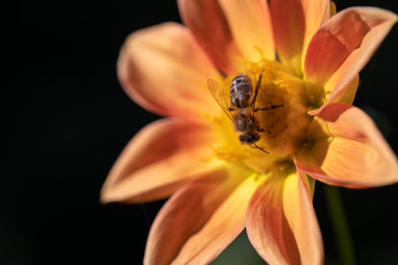 close-up of a bee pollinating a flower and making honey