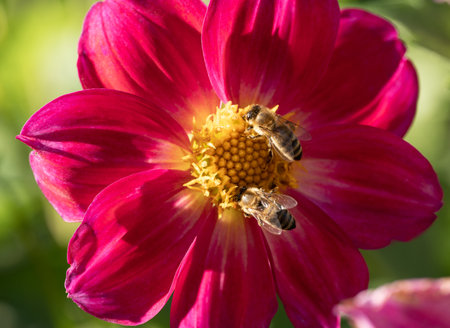 close-up of a bee pollinating a flower and making honeyの写真素材