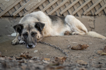 A lonely and sad guard dog on a chain near a dog house outdoorsの写真素材