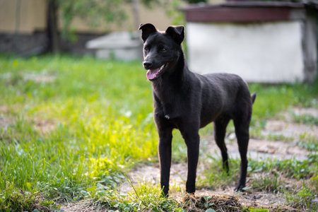 full grown beautiful young black dog outdoorsの写真素材