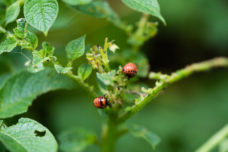 Colorado potato beetle pest eats potato leaves in the garden
