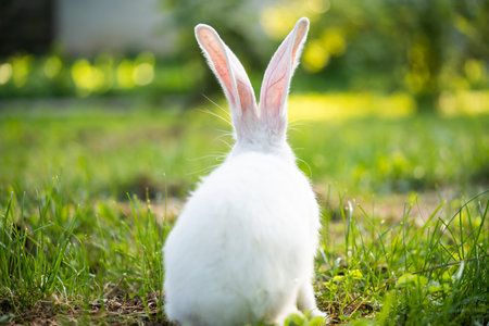 a beautiful white domestic rabbit is grazing and walking outdoors