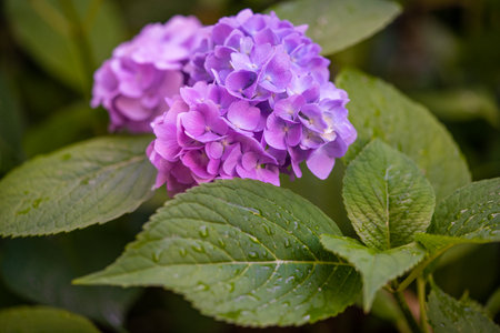 beautiful pink hydrangea flowers in the gardenの写真素材