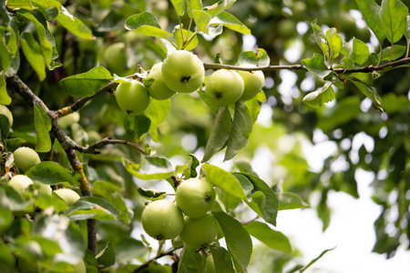 delicious and juicy green apples on the tree in the gardenの写真素材