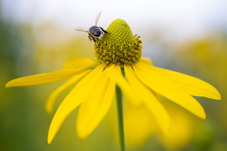 beautiful yellow flower of Rudbeckia and a bee that collects pollen