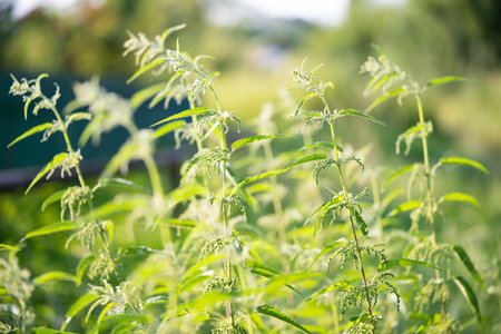 beautiful green nettle plant in sunlight outdoorsの写真素材