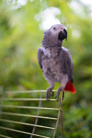 handsome and the smartest African gray parrot Jacoの写真素材