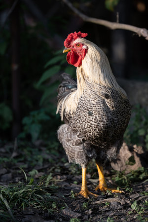 beautiful chickens and roosters outdoors in the yardの写真素材