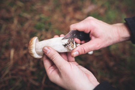 A mushroom picker cleans a beautiful edible mushroom found in the forest with a knife in his handsの写真素材