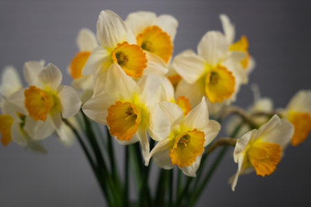 a beautiful bouquet of yellow daffodils flowers on a gray backgroundの写真素材