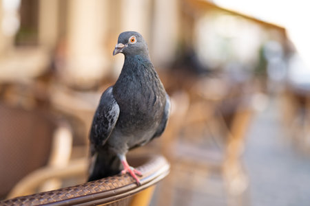 close up of beautiful city pigeon with blurred backgroundの写真素材