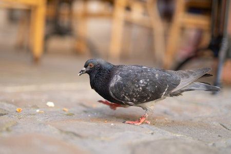 close up of beautiful city pigeon with blurred backgroundの写真素材