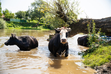 cows bathe in the river near the village in hot summer