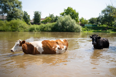 cows bathe in the river near the village in hot summerの写真素材