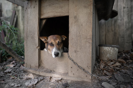 A lonely and sad guard dog on a chain near a dog house outdoorsの写真素材