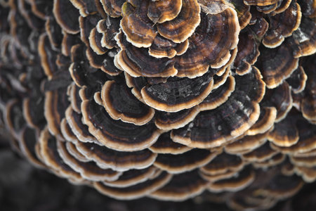 many mushroom parasites that grow on a tree or a stump Trametes versicolor