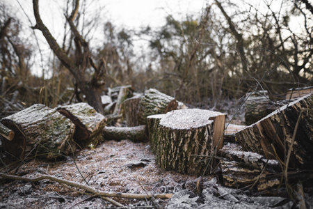 many cut trees in the forest for firewoodの写真素材