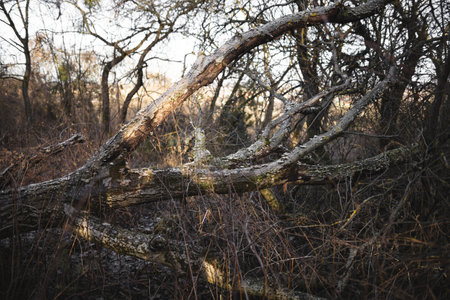 fallen big dry tree in the forest