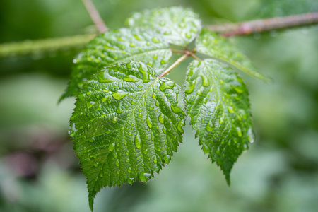 beautiful droplets after rain on a green leaf