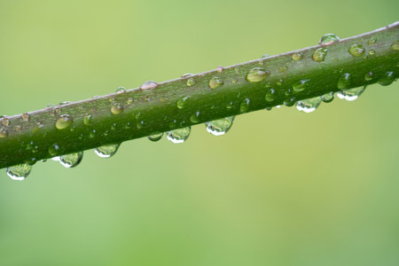 close-up of water droplets on a plant stemの写真素材