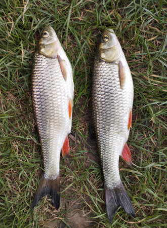 a beautiful catch of fish laid out by a fisherman on the grass