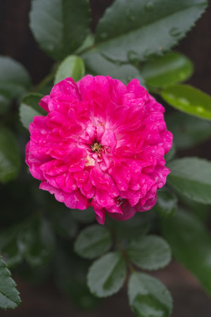 beautiful pink rose growing in the gardenの写真素材