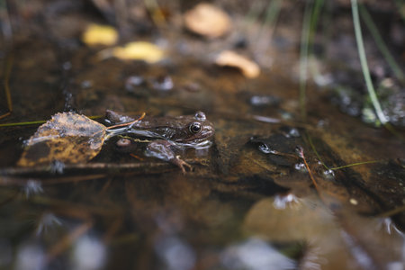 close up of a brown frog in a puddleの写真素材
